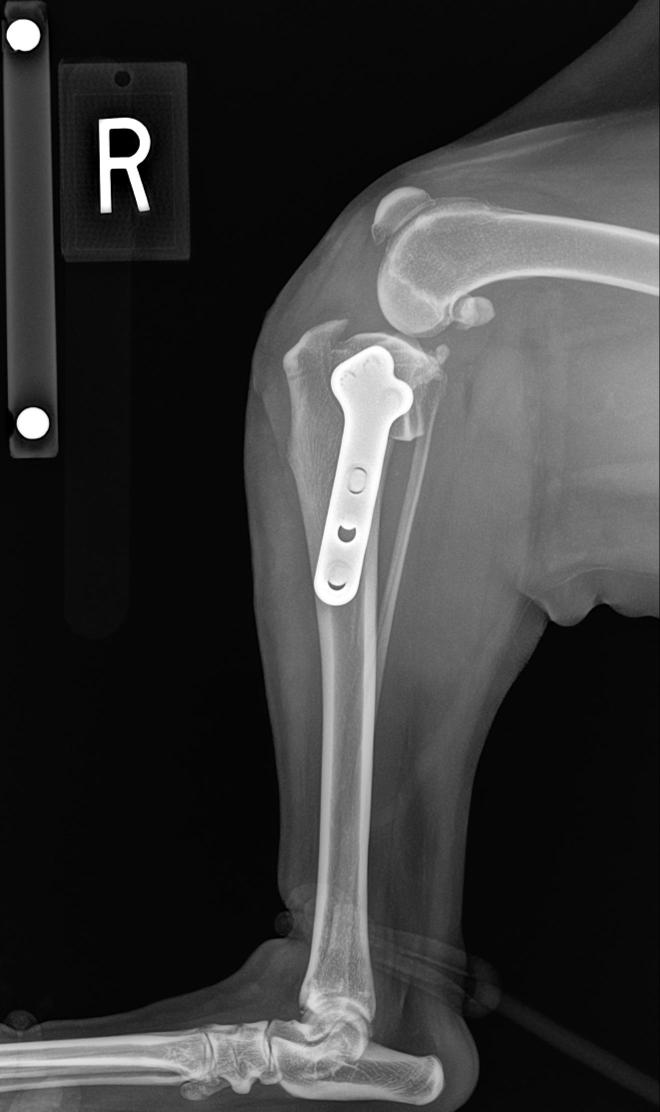 TPLO procedure