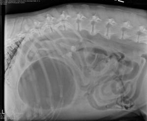 This is a right lateral abdominal x-ray. Note the large, dilated stomach and evidence of the duodenum (intestine) just above the stomach and below the spinal column. 