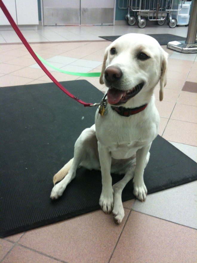 Example of a positive "sit Test"