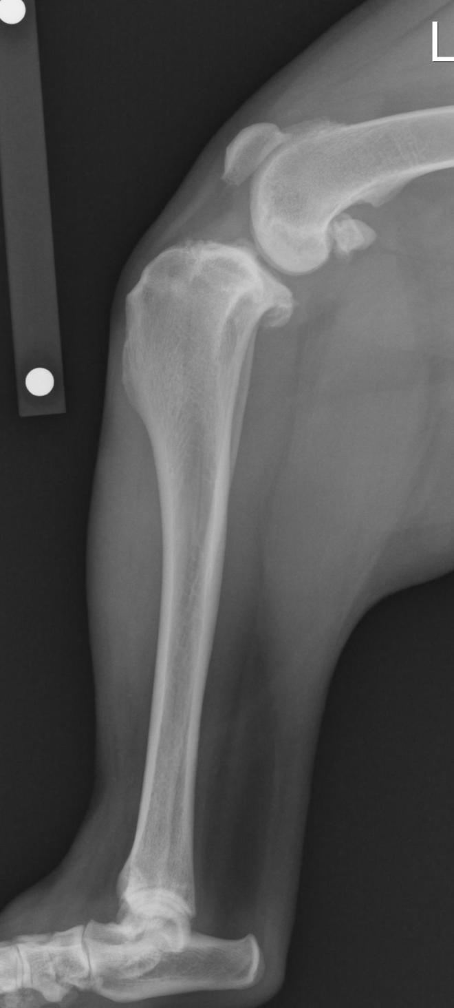 X-ray of stifle with a ruptured ACL