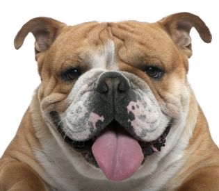 Note the narrow nostrils.