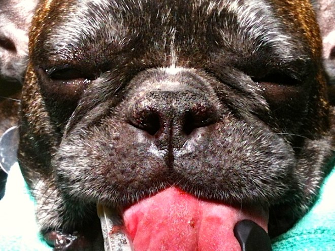 Pug and stenotic nares - after surgery