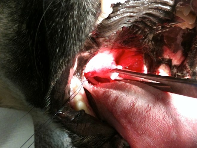 Elongated soft palate