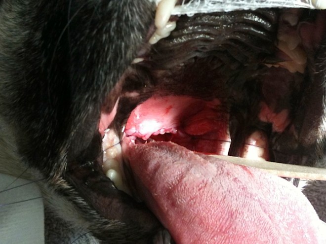 Shortened soft palate