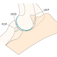 Diagram of the canine elbow.