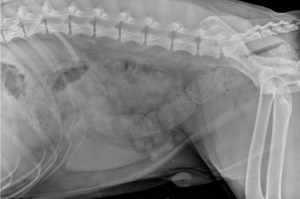 Plain abdominal x-ray.