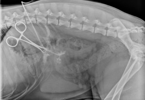 Fistulogram image: Notice in front of the clamp there are small white lines outlining the stick. 