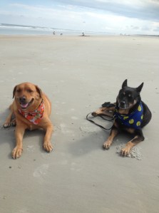 Scooter (left) enjoying the beach!!