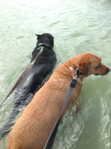 Scooter and his buddy enjoying a swim!!