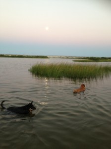 Swimming at dusk.