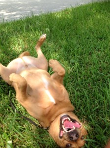 Happy dog basking in the sun!!