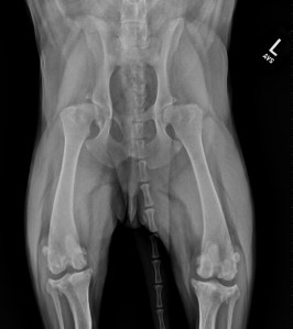 VD pelvis x-ray - note the chronic signs associated with hip dysplasia.