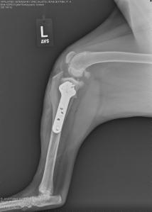 Left knee - Following TPLO surgery.
