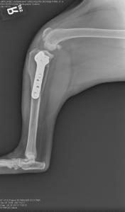 Right knee - following TPLO surgery.