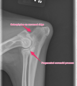 Lateral view of the left elbow: elbow dysplasia