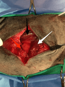 The white arrow denotes the diaphragm, the red arrow is showing the muscle of the thoracic wall and the caudal edge of the heart and the black arrow denotes the great vessels (caudal vena cava and caudal aorta). 