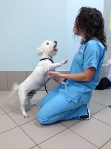 Tido two weeks after surgery!!! You can't keep him down!!!