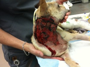 This was Lucky as he was admitted to the hospital.