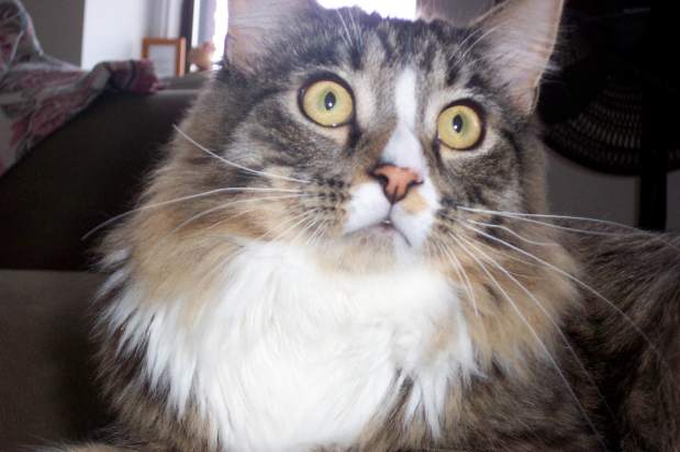 Confused by veterinary oncology terminology?  Let me help you figure it all&nbsp;out!