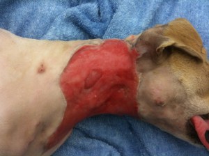 Complete coverage by granulation tissue. 