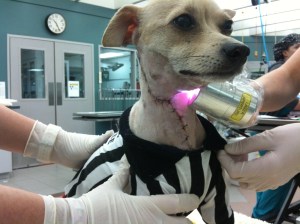 Post-advancement flap therapy