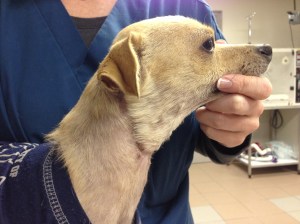 This is about 6 weeks after Lucky presented.