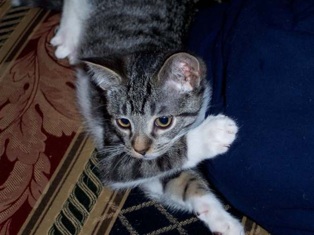 Metronomic chemotherapy – is it the right choice for your&nbsp;pet?