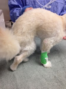 Note the positioning of the hind legs. 