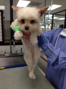 Note the hind limb deformities and the crossing over of her legs. 