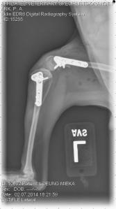 Note the more normal appearance of the tibia, femur and patella.