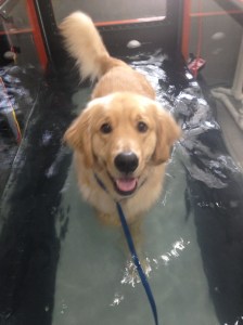 Frankie enjoying time spent in the underwater treadmill. The only thing better is a big swimming pool!
