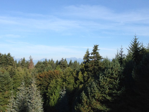 Seeing the Forest Through the&nbsp;Trees