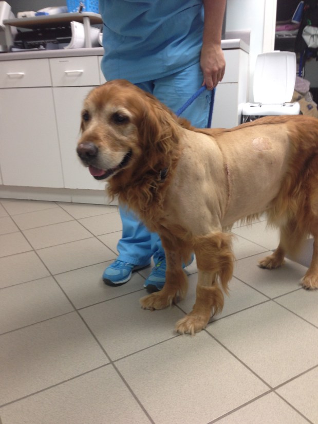 Primary Lung Neoplasia&nbsp;(tumor)