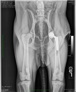Frankie's post operative radiographs. Left total hip replacement.